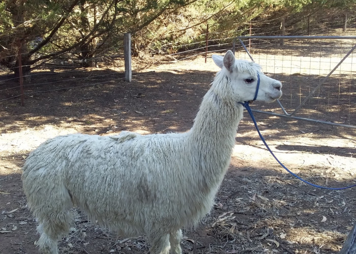 How our Alpaca headstalls (harness, bridle, lead or halter) came into being